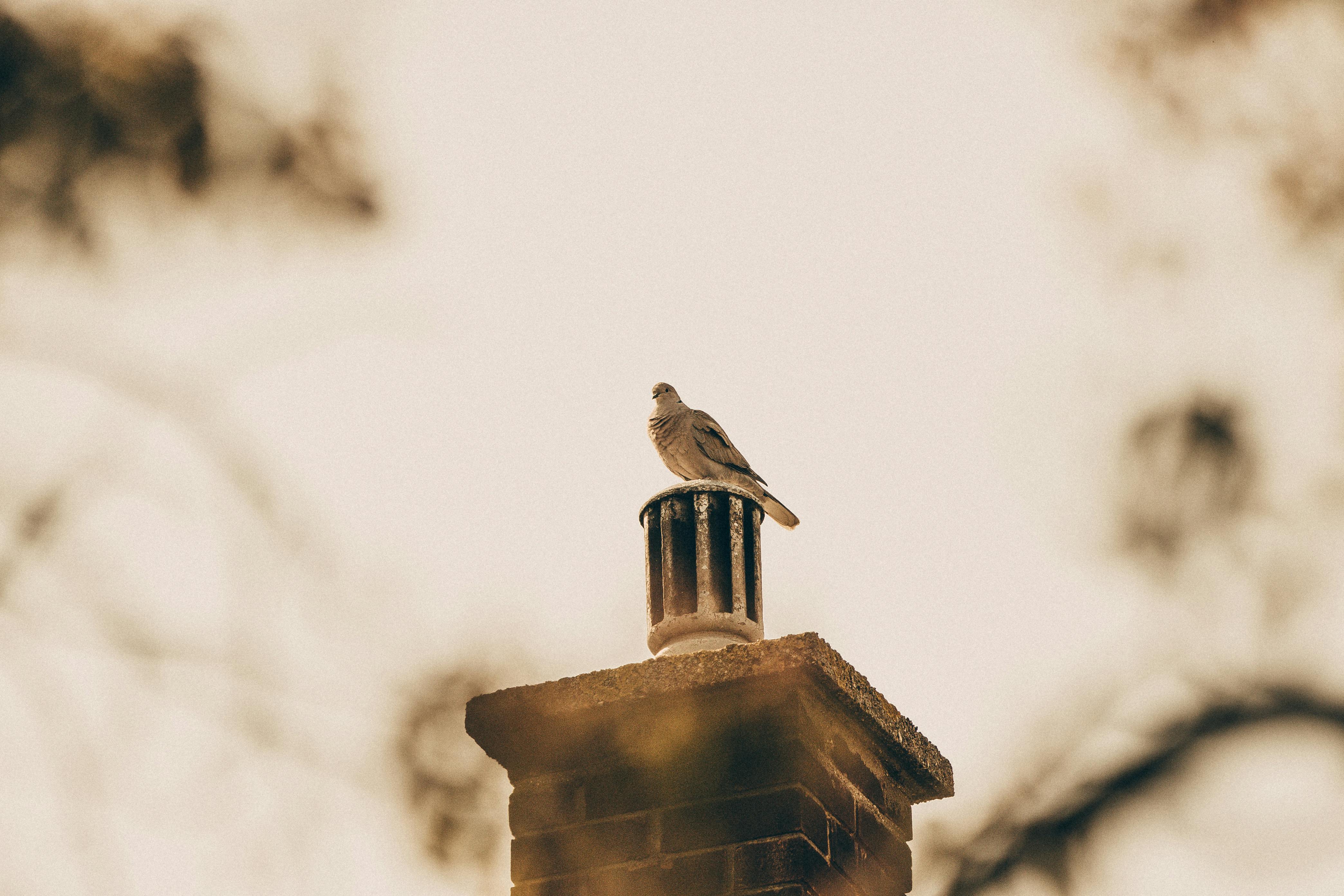 Professional Chimney Cap and Damper In Los Angeles California